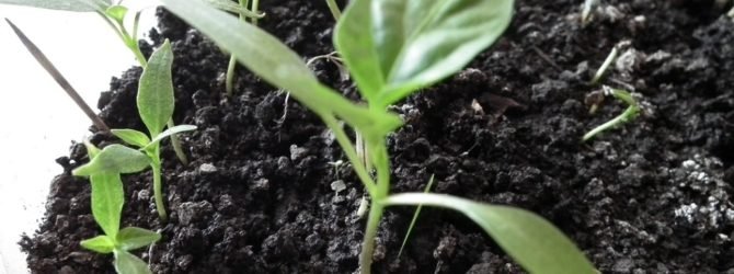Выращивание рассады в квартире: правильный уход, подготовка почвы и семян, посев