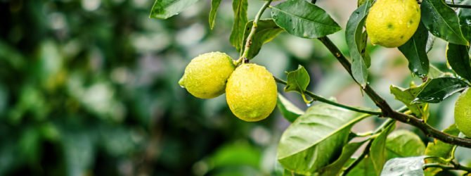 Лимон: выращивание и правила ухода