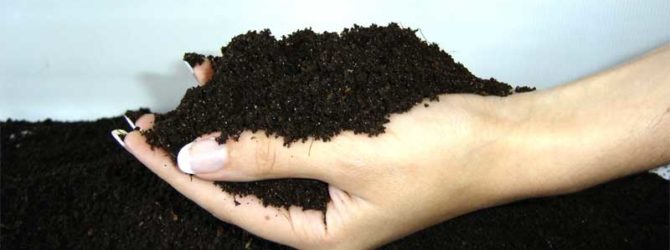 Улучшаем качество почвы с помощью биогумуса