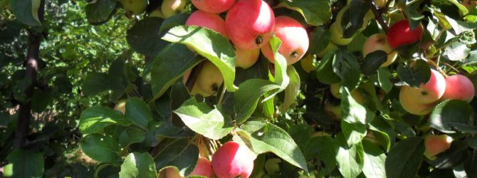 Почему яблоня плохо плодоносит?