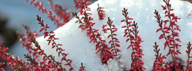 Зимой растения убивает не только мороз