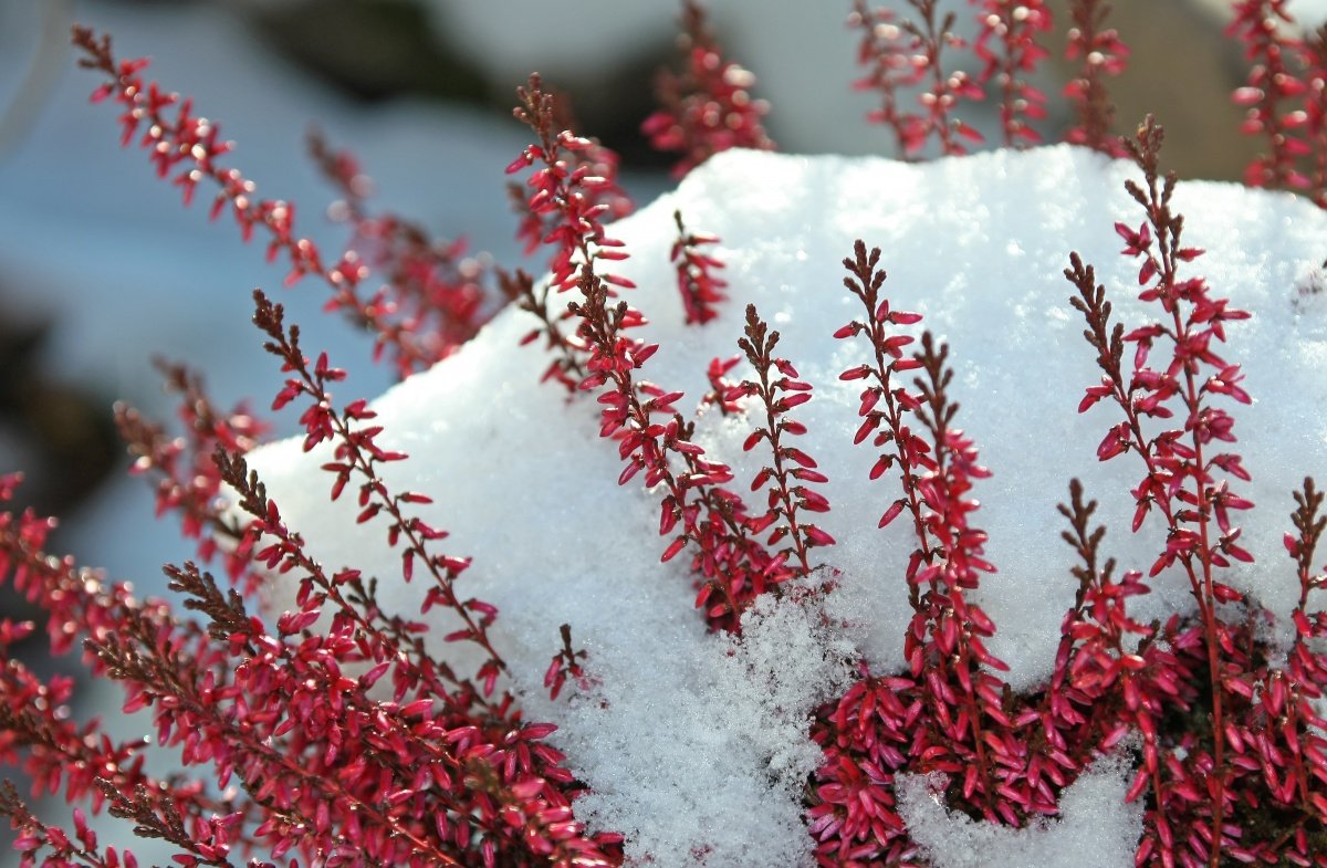 Calluna vulgaris Winter Red