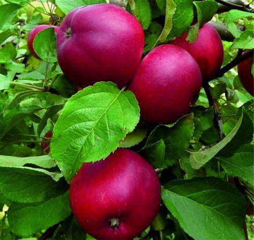 Плоды яблони сорта Веньяминовская