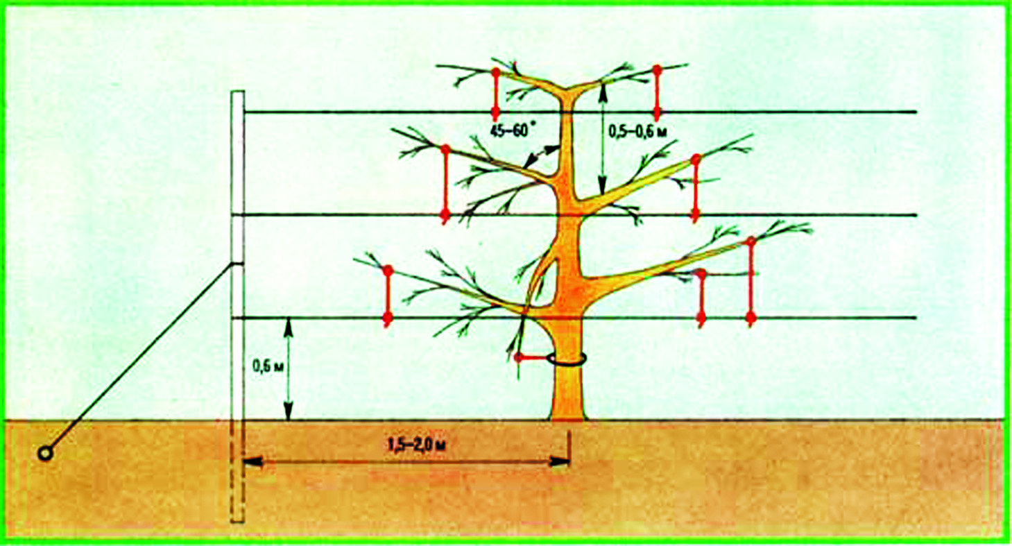 Схема посадки абрикоса колоновидного