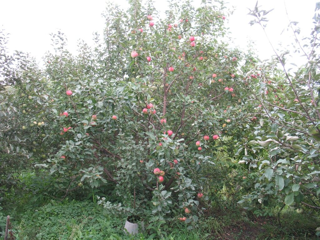 Сорт яблони солнышко фото и описание