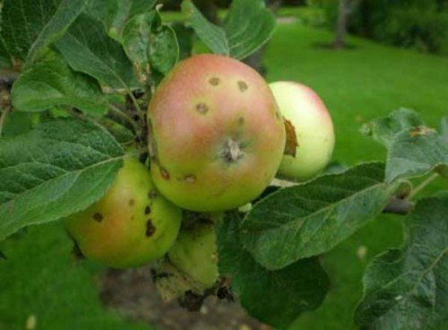 Деформированные яблоки