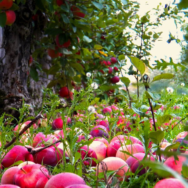 Проблемы с плодами: почему яблоки опадают раньше времени, трескаются — окаких болезнях это говорит и что с этим делать