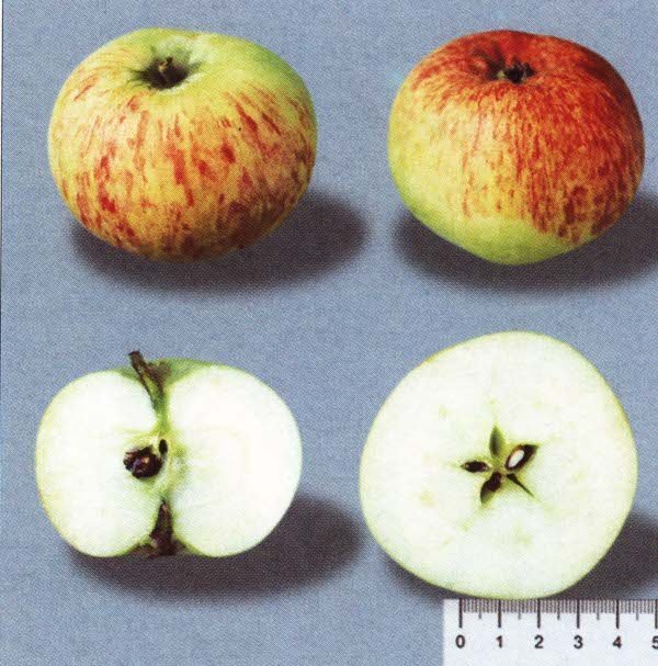 Сорт яблок коричневое фото и описание