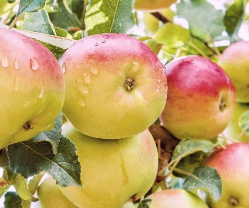 Плоды яблони Чудное