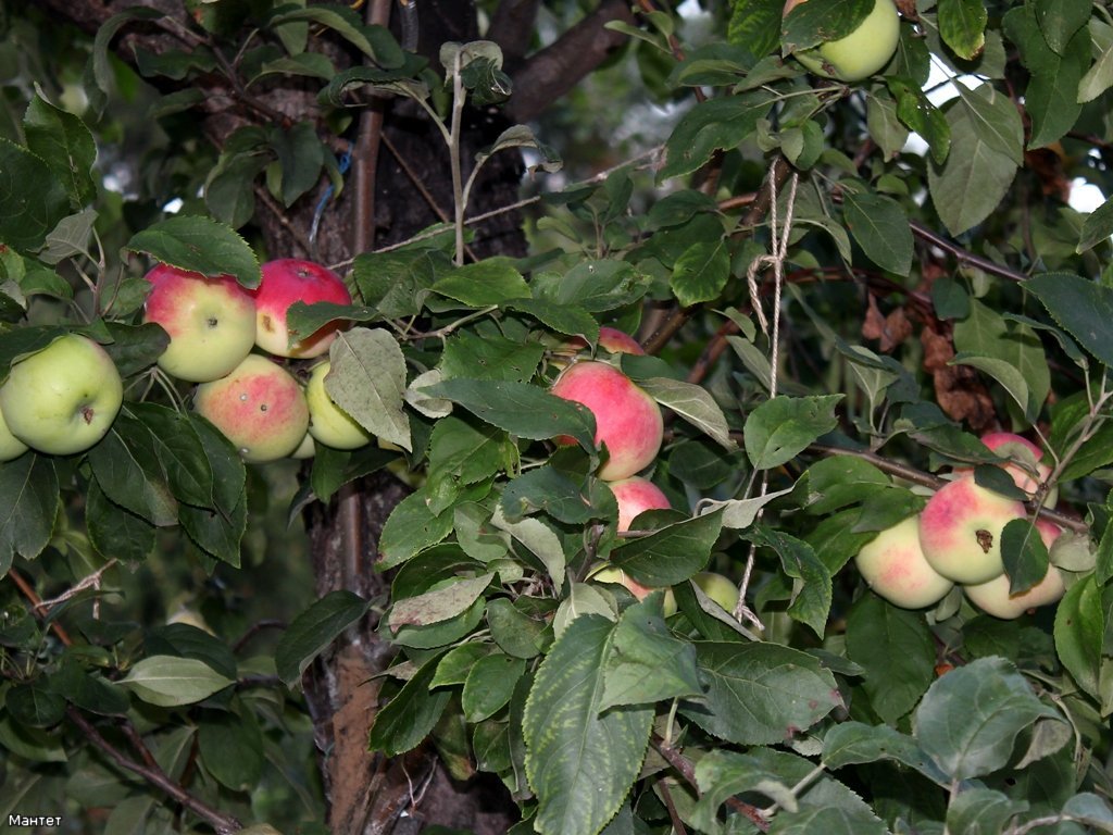 Яблоня мантет фото и описание