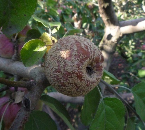 яблоко, поражённое плодовой гнилью