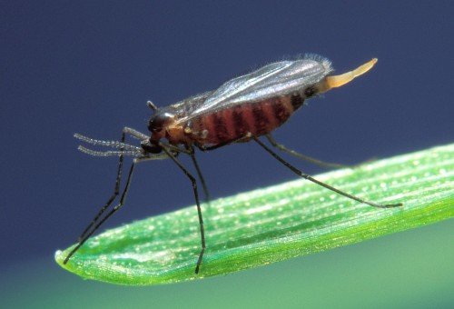 Смородиновый комар на стебле
