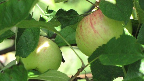 Созревающие яблоки на дереве