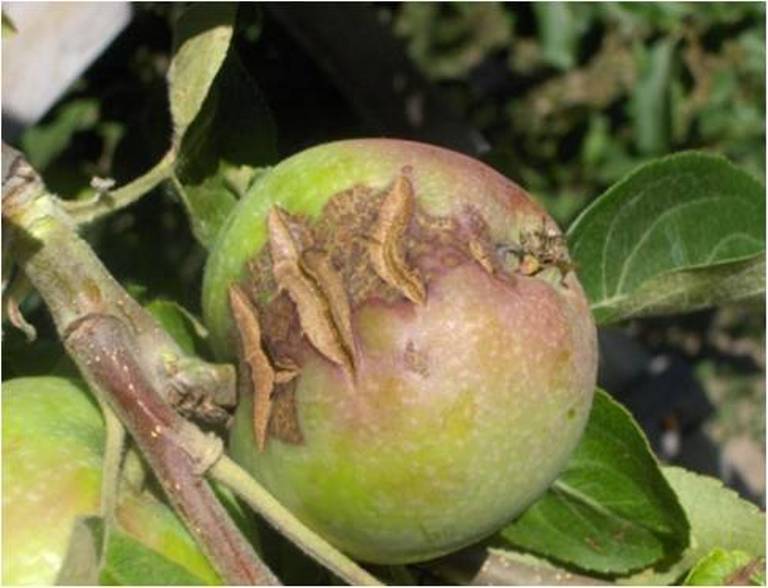Болезни яблок описание с фотографиями и способы лечения плодов