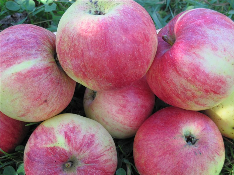 Описание яблони летнее полосатое фото и описание сорта фото