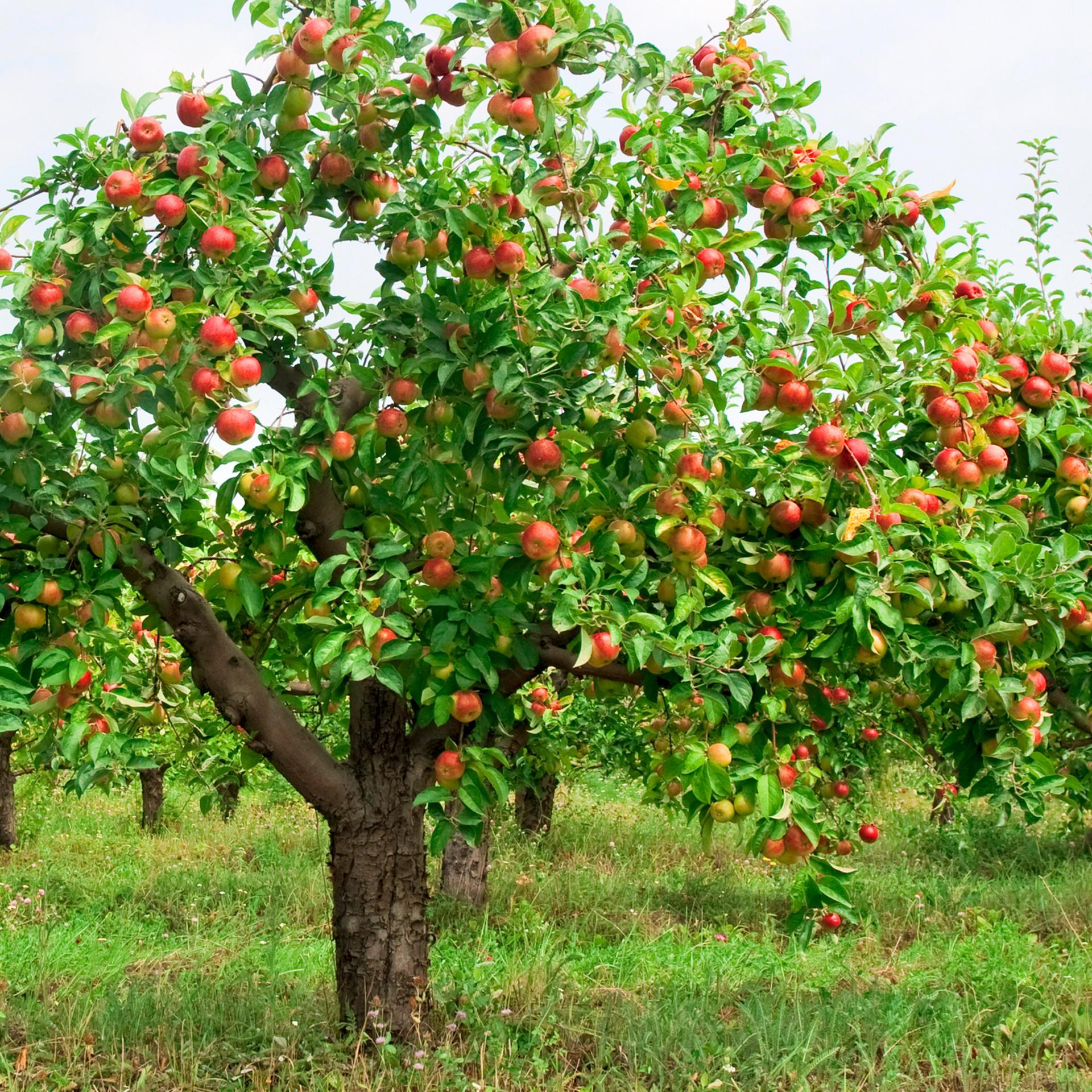 Виды фруктовых деревьев фото и названия