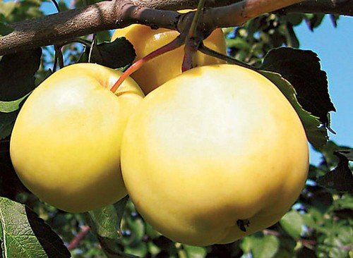 Плоды яблони сорта Папироянтарное