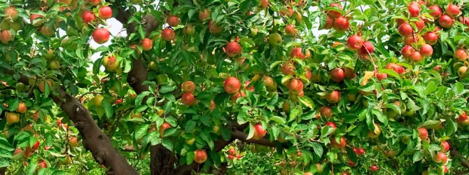 Почему яблоня не цветёт и не плодоносит — что с этим делать