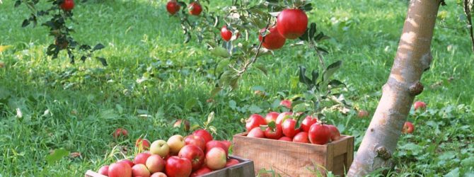 Проблемы с плодами: почему яблоки опадают раньше времени, трескаются — о каких болезнях это говорит и что с этим делать