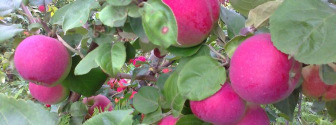 Яблоня Орлик — описание сорта, фото, отзывы