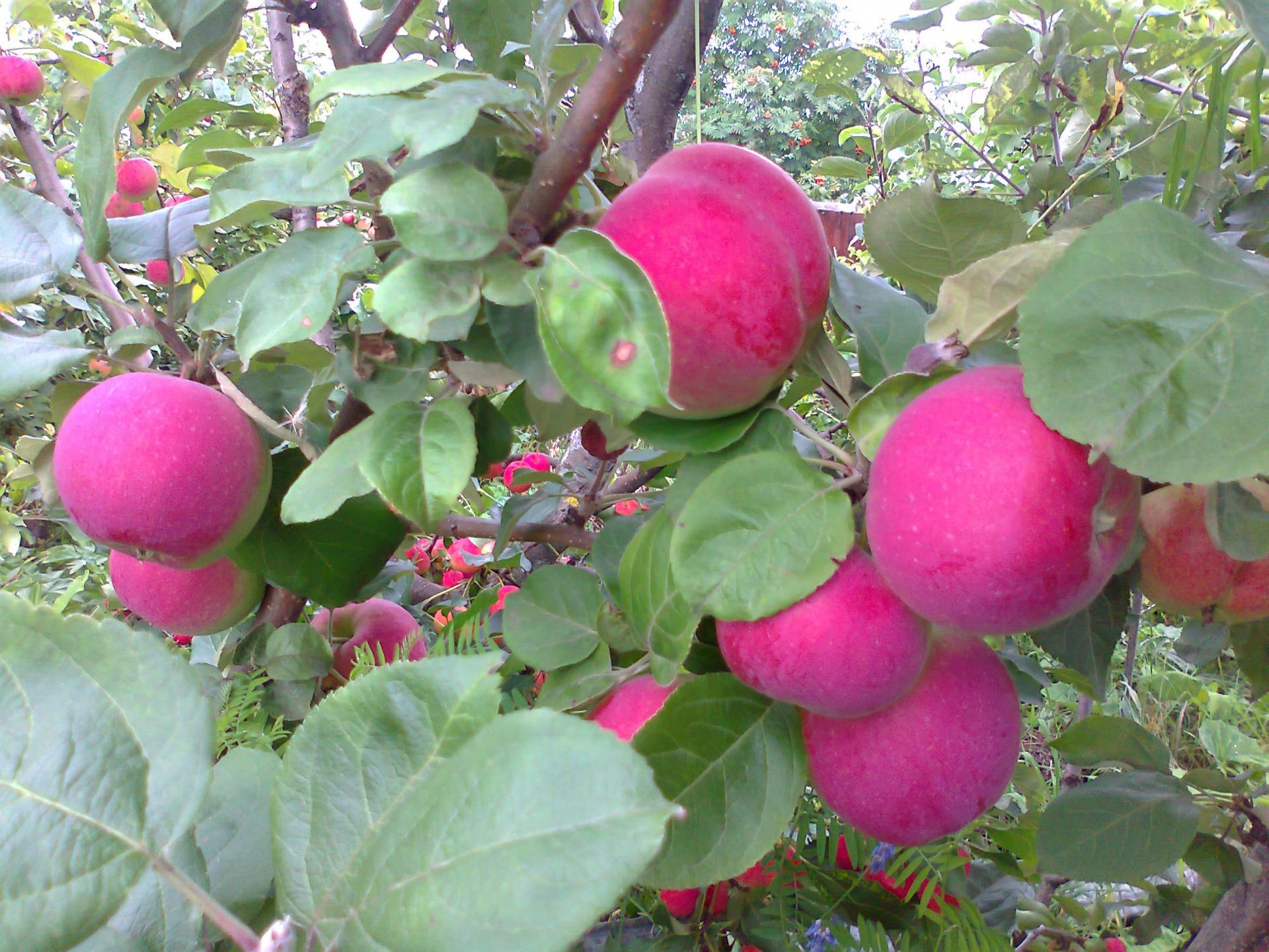 Сорт яблонь орлик с фото и описанием