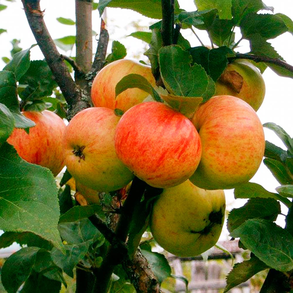 Яблоня коричное ананасное