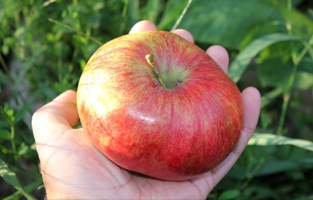 Конфетный сорт яблони фото и описание