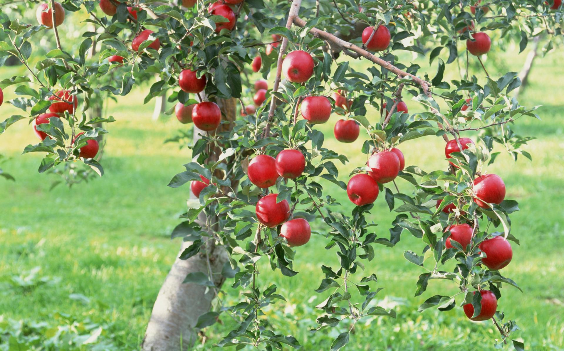 Карликовая яблоня Изумрудик
