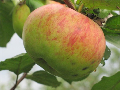 Плод яблони Штрейфлинг