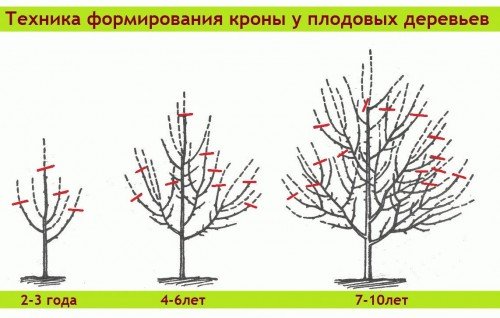 Схема обрезки плодовых деревьев