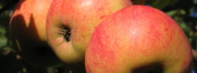Описание сорта яблони Штрейфлинг — особенности, правила посадки и ухода, сбор урожая + фото