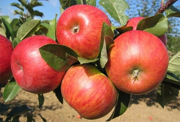Яблоки Конфетные Фото