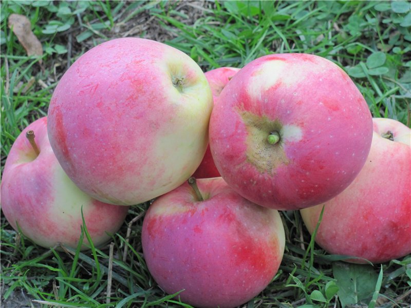 Осенние сорта яблок для урала фото с описанием