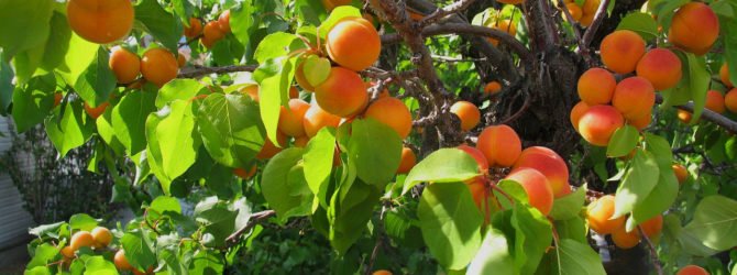 Когда пересаживать абрикос весной или осенью?