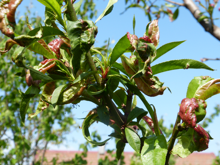 Обработка персика весной от болезней и вредителей когда чем и как опрыскивать