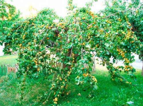 Плодоносящее дерево абрикоса