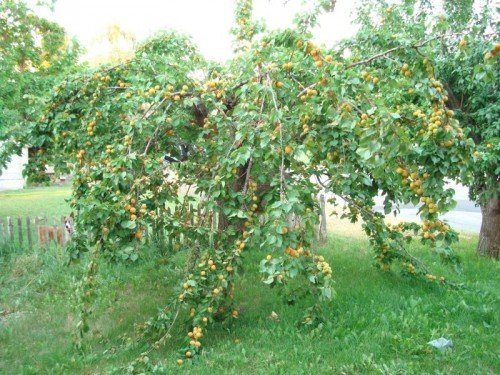 Плодоносящее дерево абрикоса