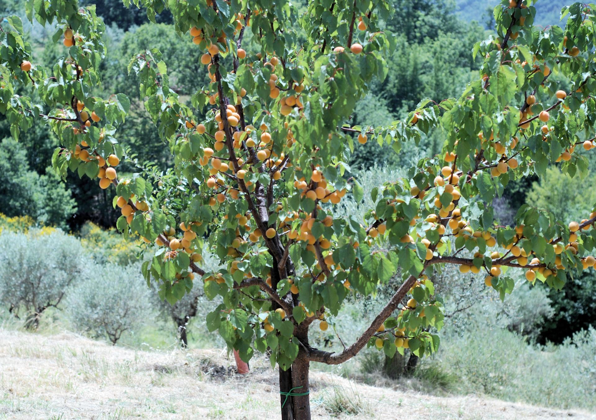Абрикос триумф северный фото дерева