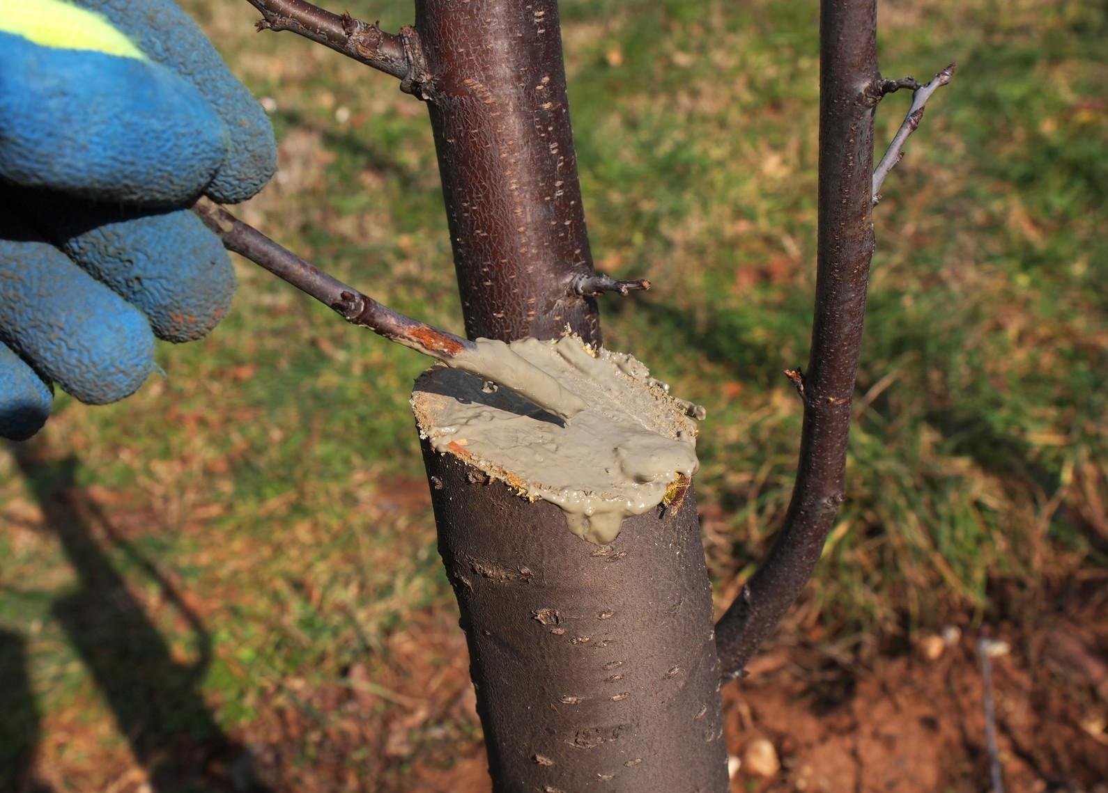 Чем обработать деревья после зимы