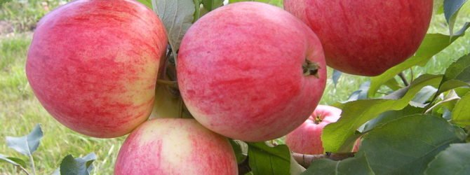 Яблоня Медовая — описание сорта, фото, отзывы