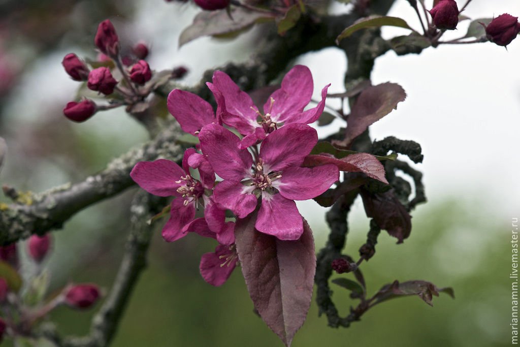 Яблоня цветет красными цветами что за сорт фото
