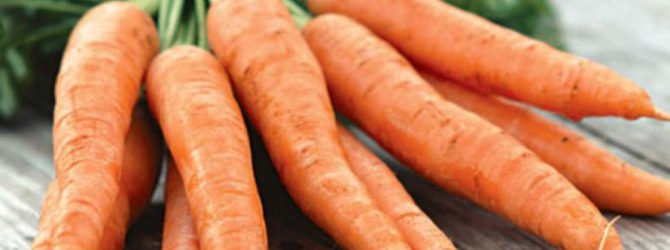 Морковь королева осени характеристика и описание сорта