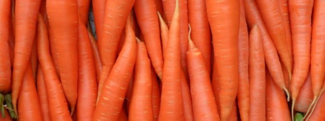морковь на грядке