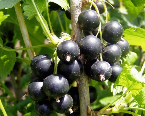 плоды чёрной смородины