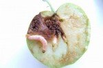 Яблоневый плодовый пилильщик