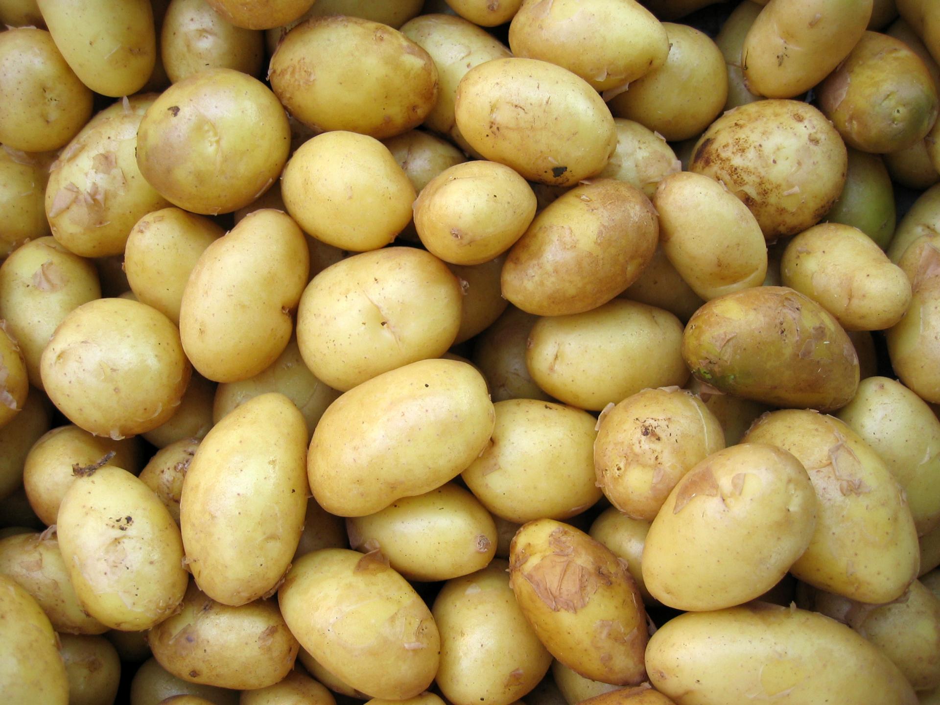 Особливості картоплі адретта