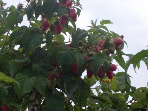 Куст малины с созревающими ягодами