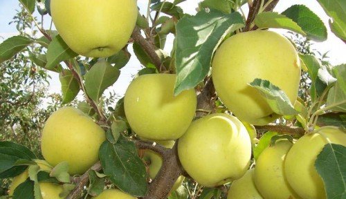 Разнообразие яблок Голден Делишес