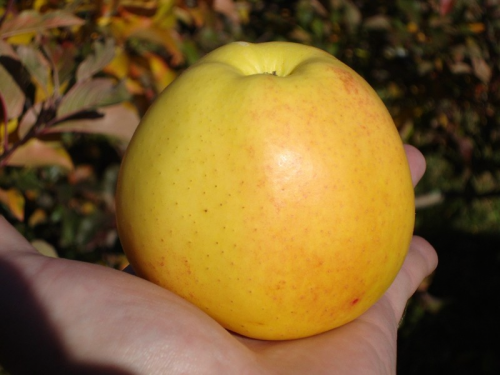 Яблоко сорта Голден Делишес
