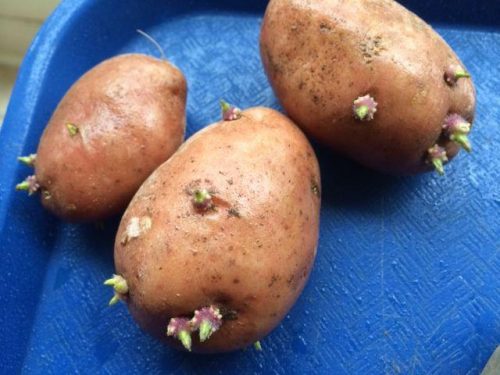 Семенные клубни картофеля